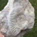 Perisphinctes sp.
